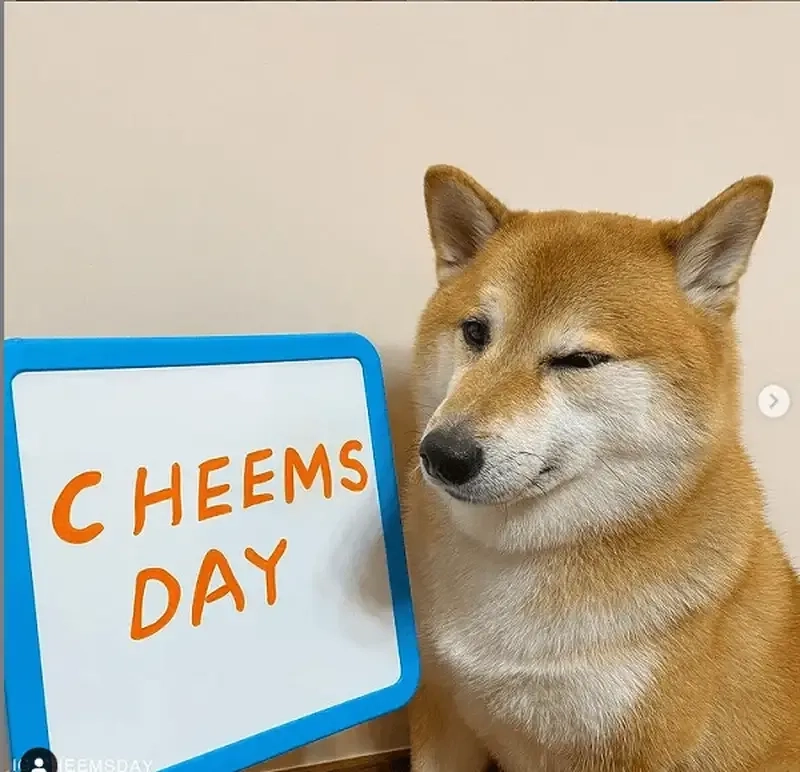 Hình chó shiba meme dễ dàng thu hút sự chú ý với nét mặt hài hước và dễ thương.