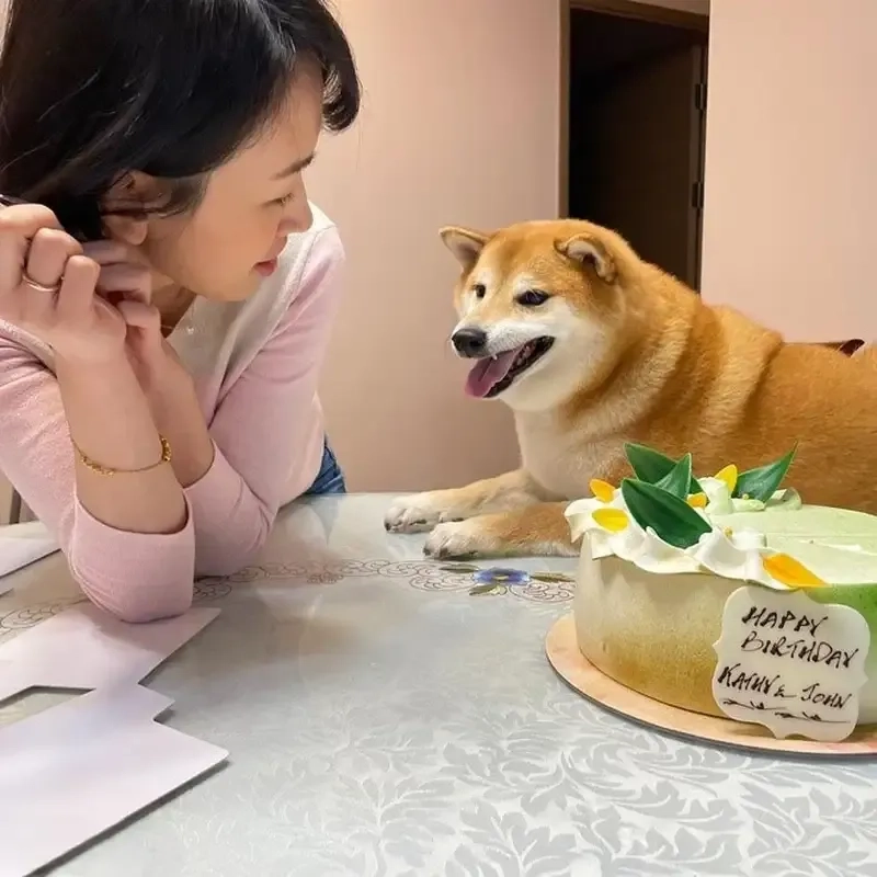 Meme shiba inu nổi bật với hình ảnh hài hước và đặc trưng của giống chó Nhật Bản này.