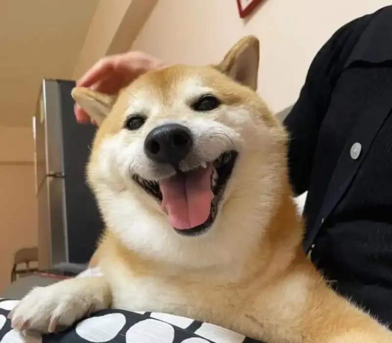 Shiba inu meme coin trở thành hiện tượng trong cộng đồng yêu thích tiền mã hóa và meme.