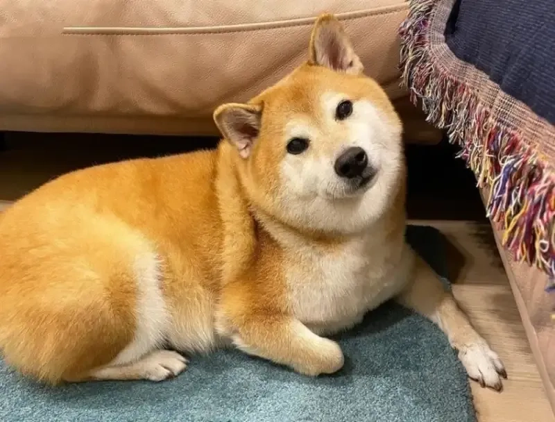 Shiba meme chó shiba luôn mang lại tiếng cười và sự thư giãn cho người xem.