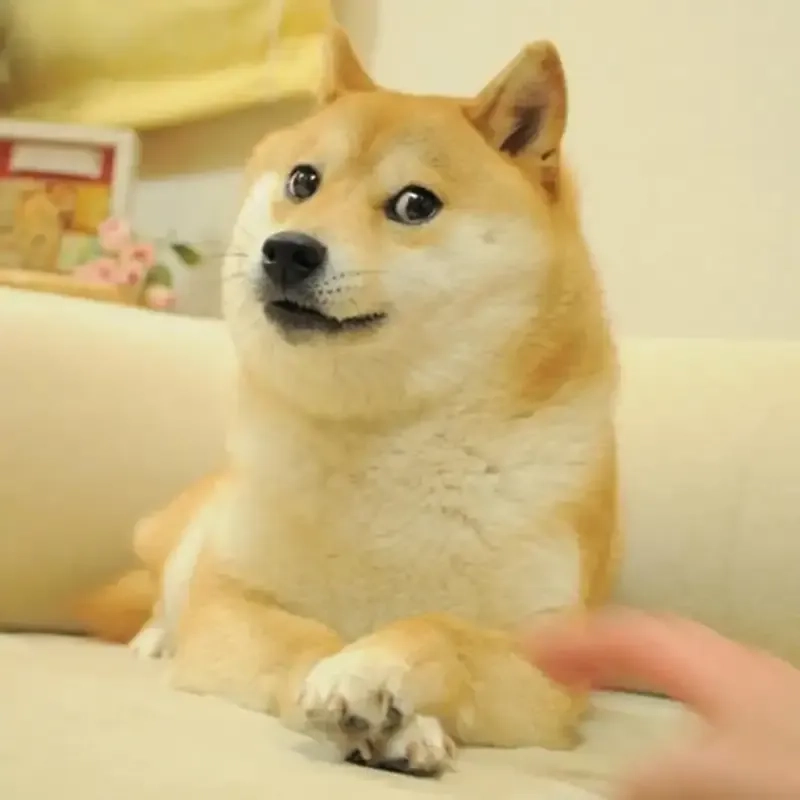 Shiba dog meme không thể thiếu những biểu cảm vui nhộn và đáng yêu của loài chó này.