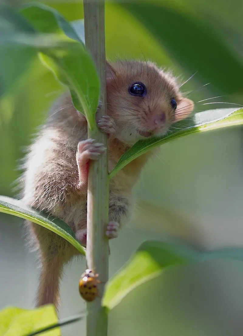 Hamster bear meme siêu đáng yêu và ngộ nghĩnh.