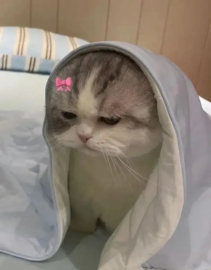 crying cats meme là cách thú vị để chia sẻ cảm xúc với bạn bè.