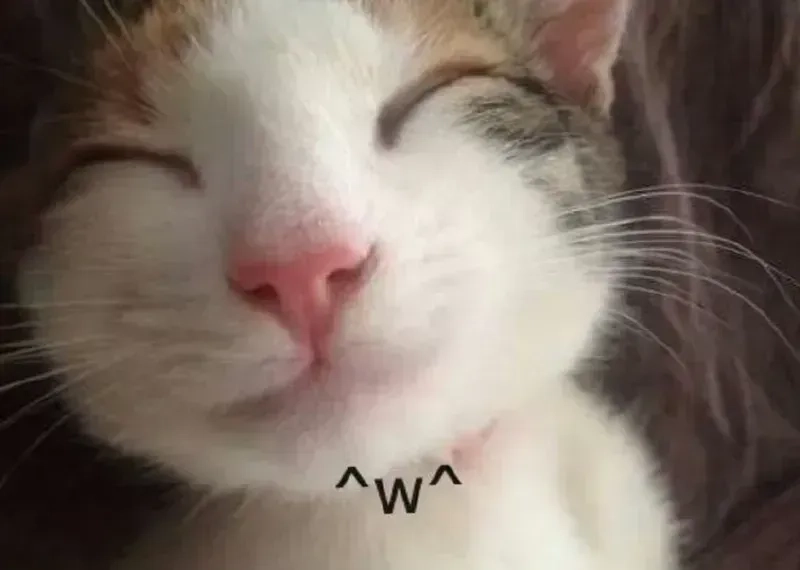 cry meme cat giúp bạn kết nối với cảm xúc theo cách hài hước.