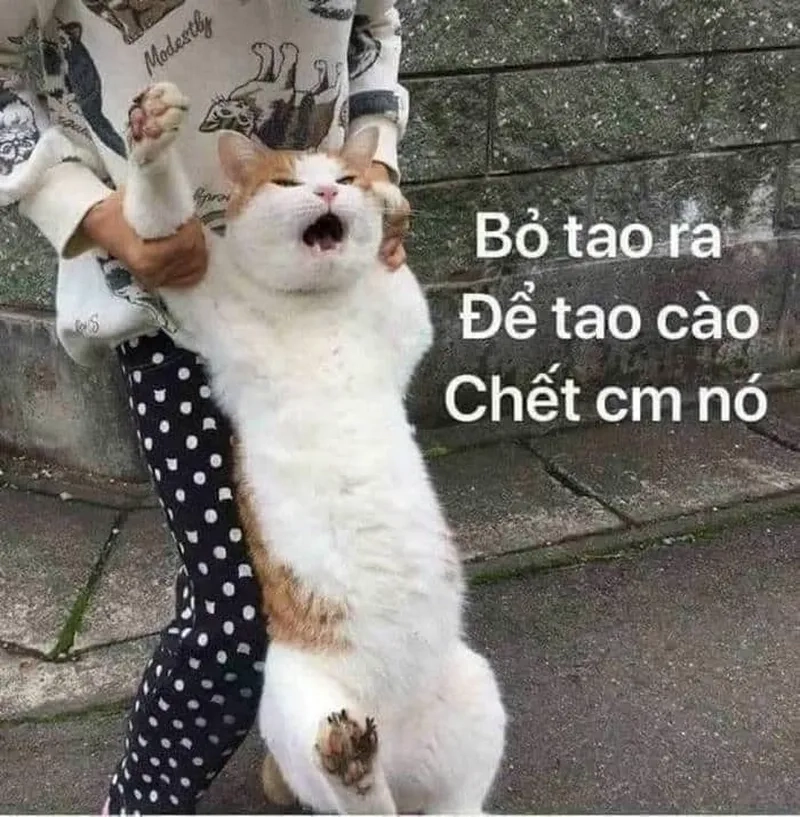 Những meme đánh nhau siêu hài hước, dành cho dân mê chế ảnh.