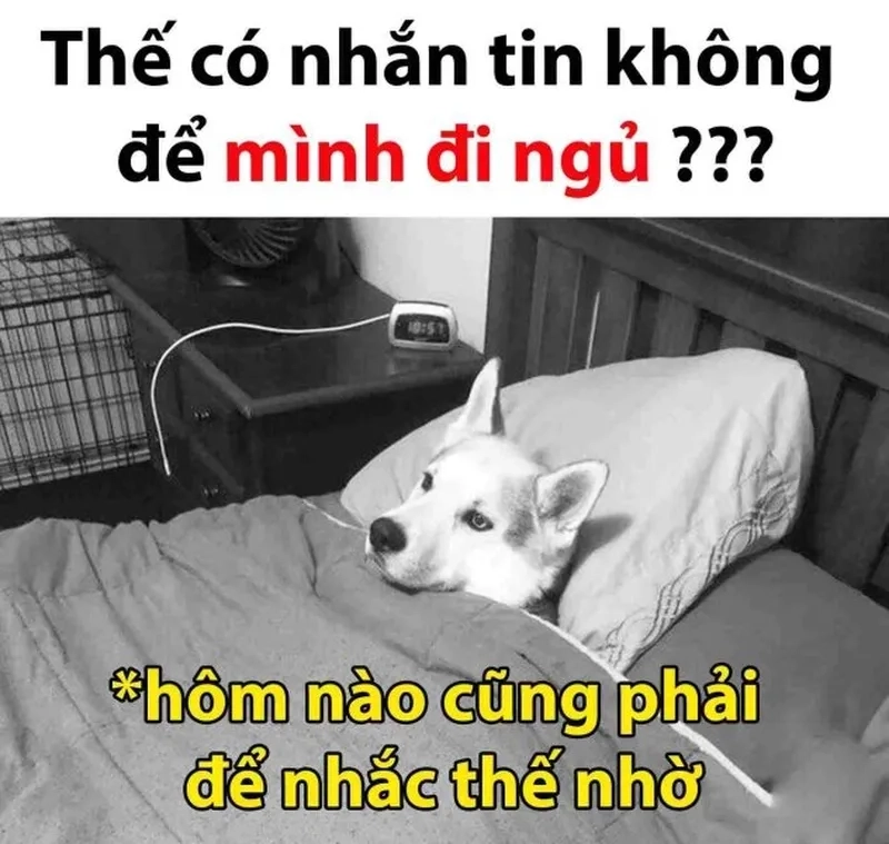 Hãy bắt đầu ngủ sớm để cảm nhận sức khỏe tốt hơn, meme này sẽ làm bạn yêu thích giấc ngủ sớm.