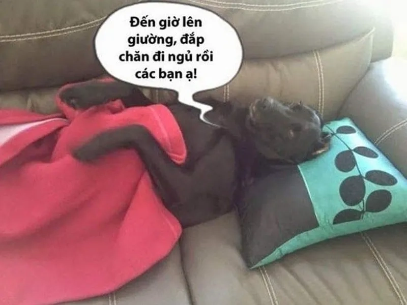 Ngủ ngon meme cute giúp bạn có một đêm nghỉ ngơi trọn vẹn và dễ chịu.