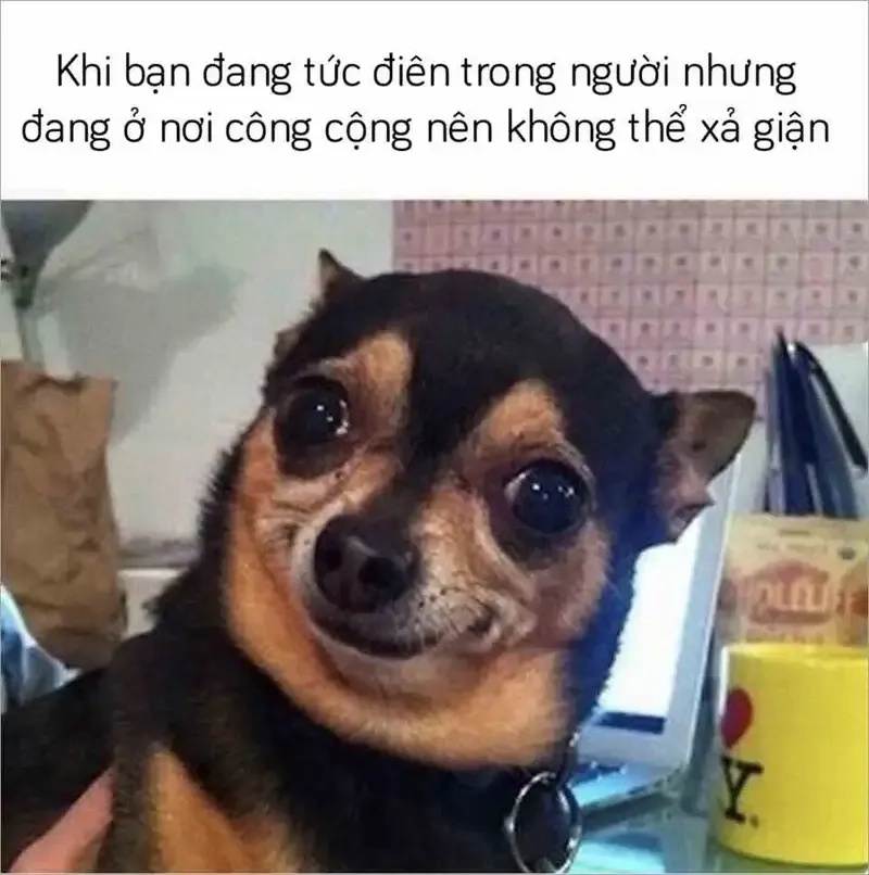 Meme dog smile với nụ cười ngọt ngào làm tan chảy mọi trái tim.