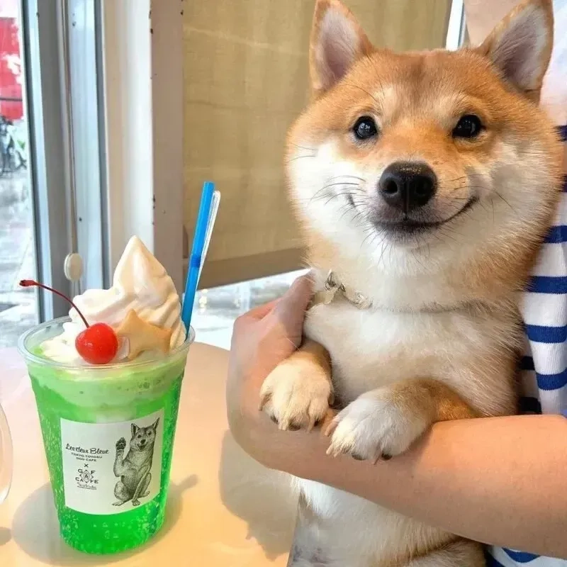 Hình ảnh doge shiba inu dog meme dễ thương với biểu cảm không đụng hàng.