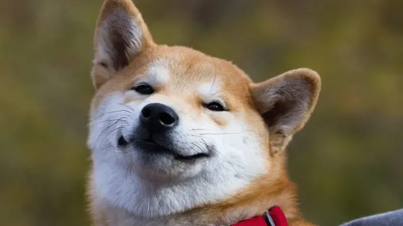 Meme doge Việt Nam, nơi sự hài hước kết hợp với văn hóa mạng độc đáo.