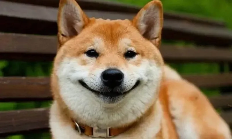 Dogecoin meme gây bão mạng với những hình ảnh sáng tạo và vui nhộn.