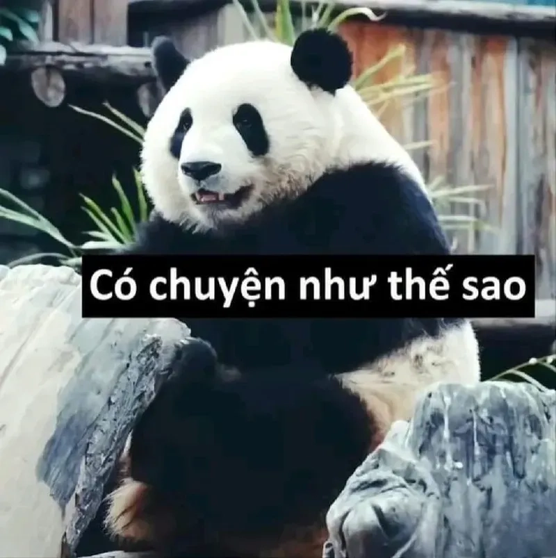 Biểu cảm cáo từ hài hước của gấu trúc meme đang hot.