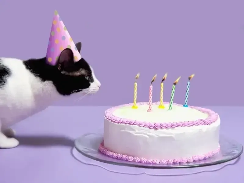 Gửi ngay meme happy birthday friend để lời chúc thêm phần đặc biệt.