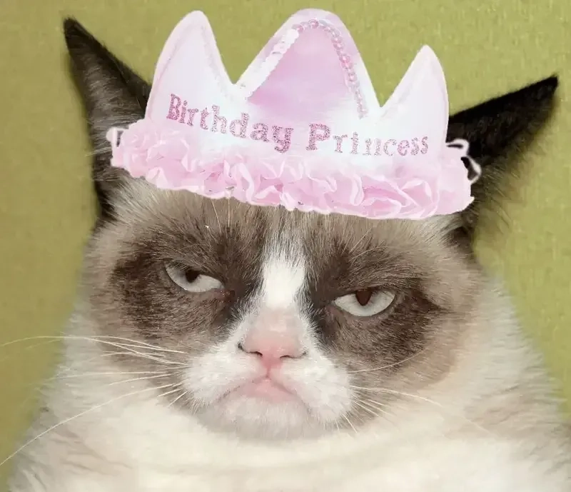 Meme happy birthday cat ngộ nghĩnh, làm ngày sinh nhật thêm phần vui vẻ.