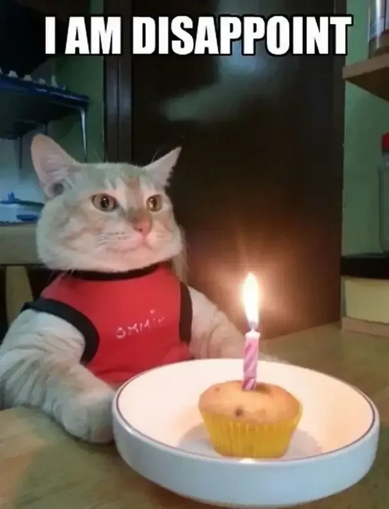 Happy birthday meme cat là lựa chọn hoàn hảo để lan tỏa tiếng cười ngày sinh nhật.