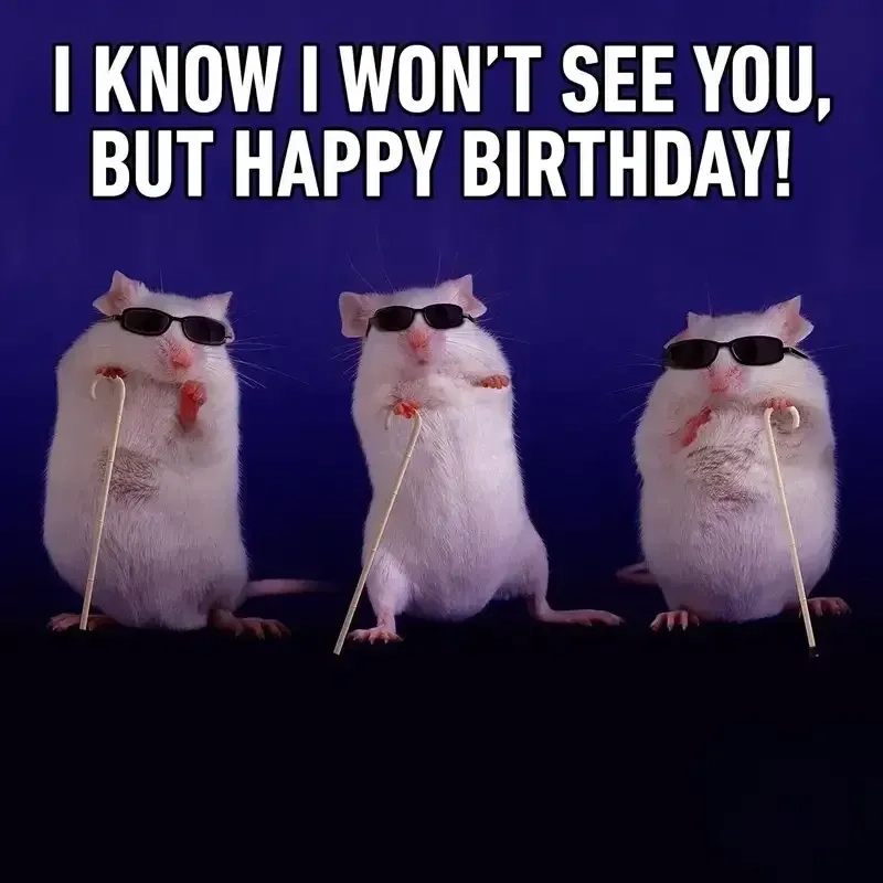 Cat happy birthday meme đáng yêu, làm món quà sinh nhật thêm ý nghĩa.