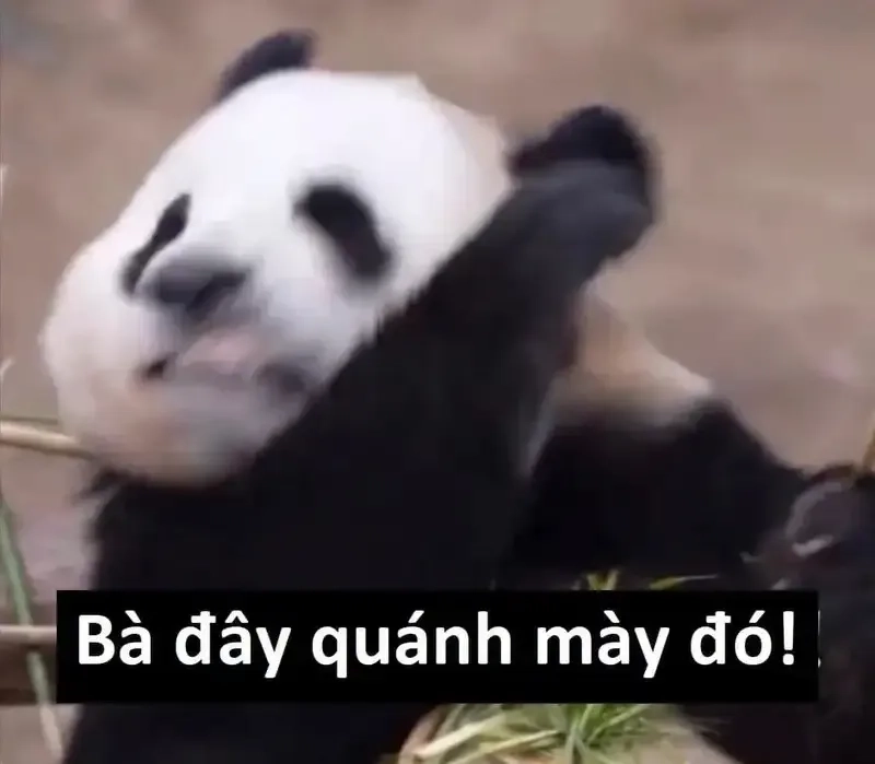 Ảnh mèo cute meme giúp bạn thể hiện cảm xúc một cách dễ thương nhất.