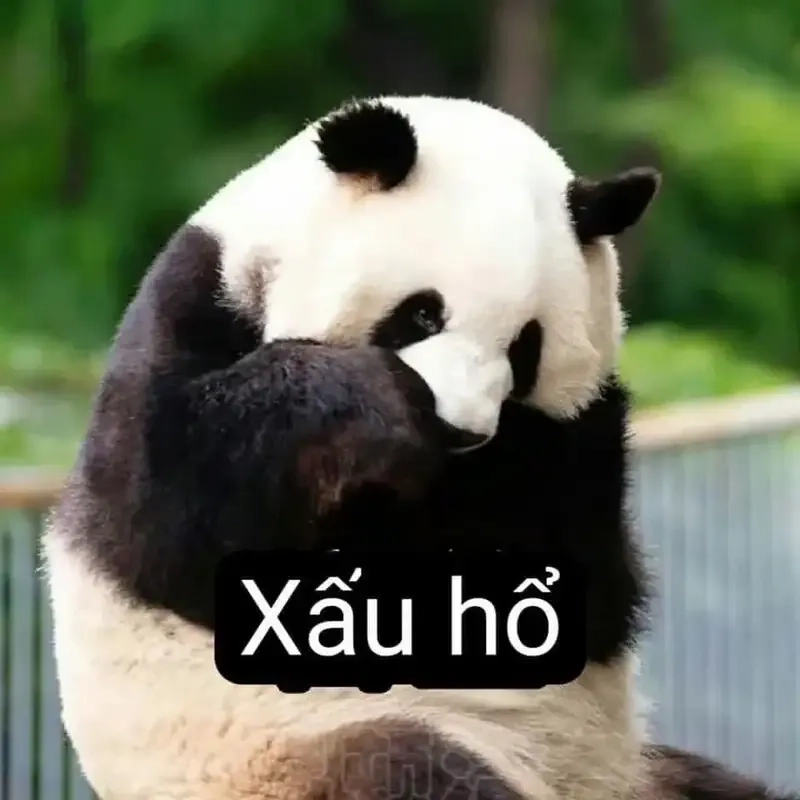 Ảnh meme mèo cute với loạt biểu cảm ngộ nghĩnh, mang lại niềm vui bất tận.