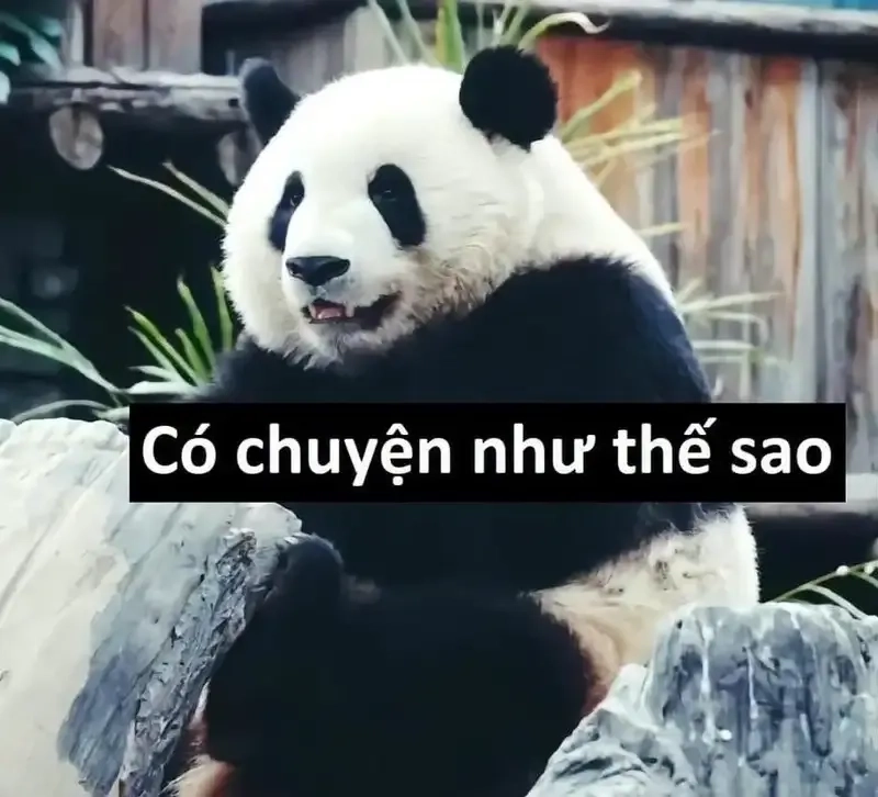 Meme ảnh mèo cute khiến người xem không thể ngừng cười vì độ đáng yêu.