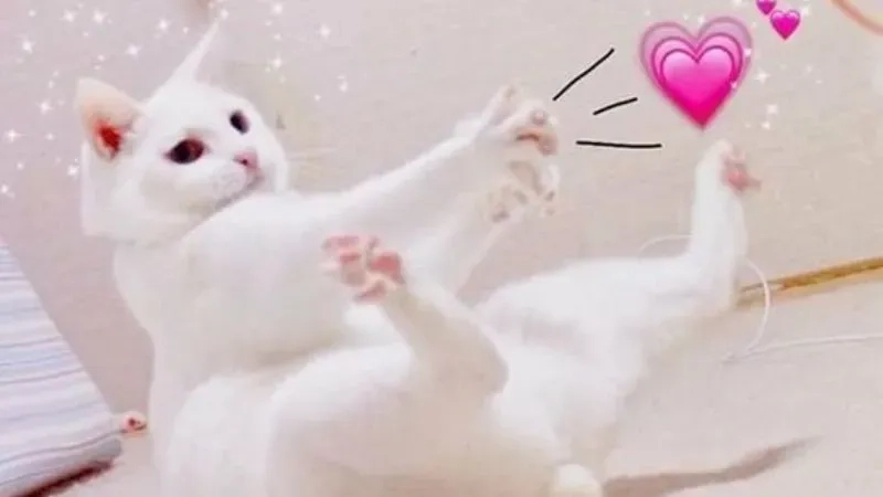 Meme love cat mang đến niềm vui cho tín đồ yêu mèo