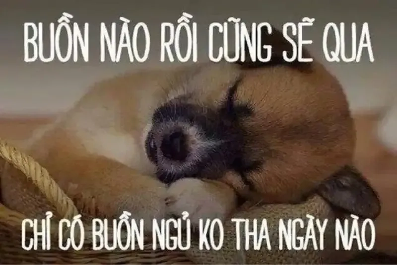 Ảnh meme mới ngủ dậy thật hài hước, giúp bạn bắt đầu ngày mới đầy năng lượng.