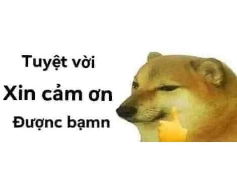 Meme cảm ơn bựa – Khi sự tri ân được kết hợp với tính hài hước đỉnh cao.