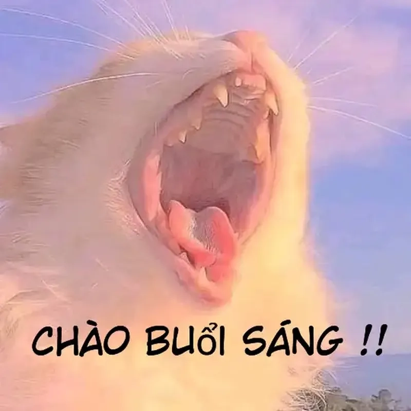 Meme chào cute siêu dễ thương, phù hợp với mọi độ tuổi.