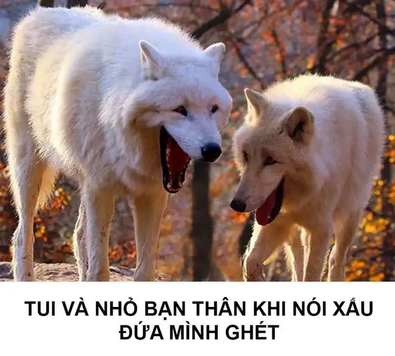 Meme chó đeo kính cực kỳ ngầu và hài hước, khiến bạn cười không ngừng!