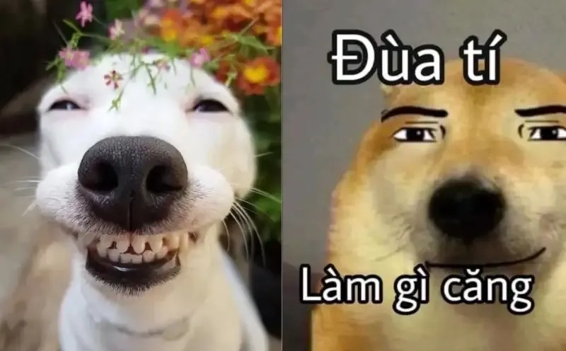 Meme chó cute chibi siêu dễ thương, bạn sẽ không thể rời mắt!