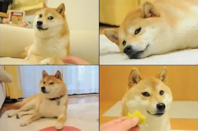 Shiba meme vn mang đến những khoảnh khắc hài hước của chó Shiba trong văn hóa Việt Nam.