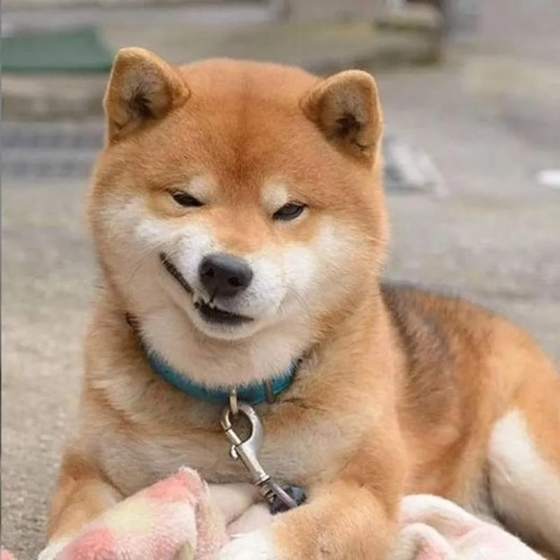 Meme chó Shiba chibi cute khiến trái tim bạn tan chảy ngay!