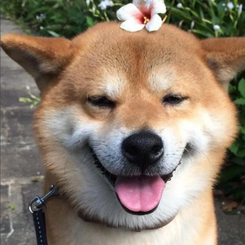 Meme chó Shiba chibi siêu dễ thương, bạn đã xem chưa?