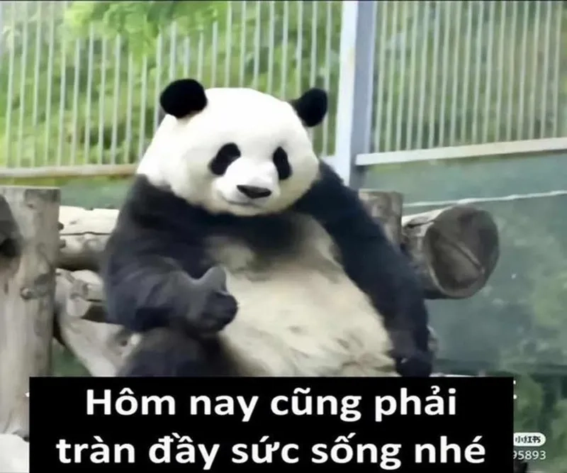 Meme cute có chữ Trung Quốc kết hợp hình ảnh đáng yêu và thông điệp hài hước.