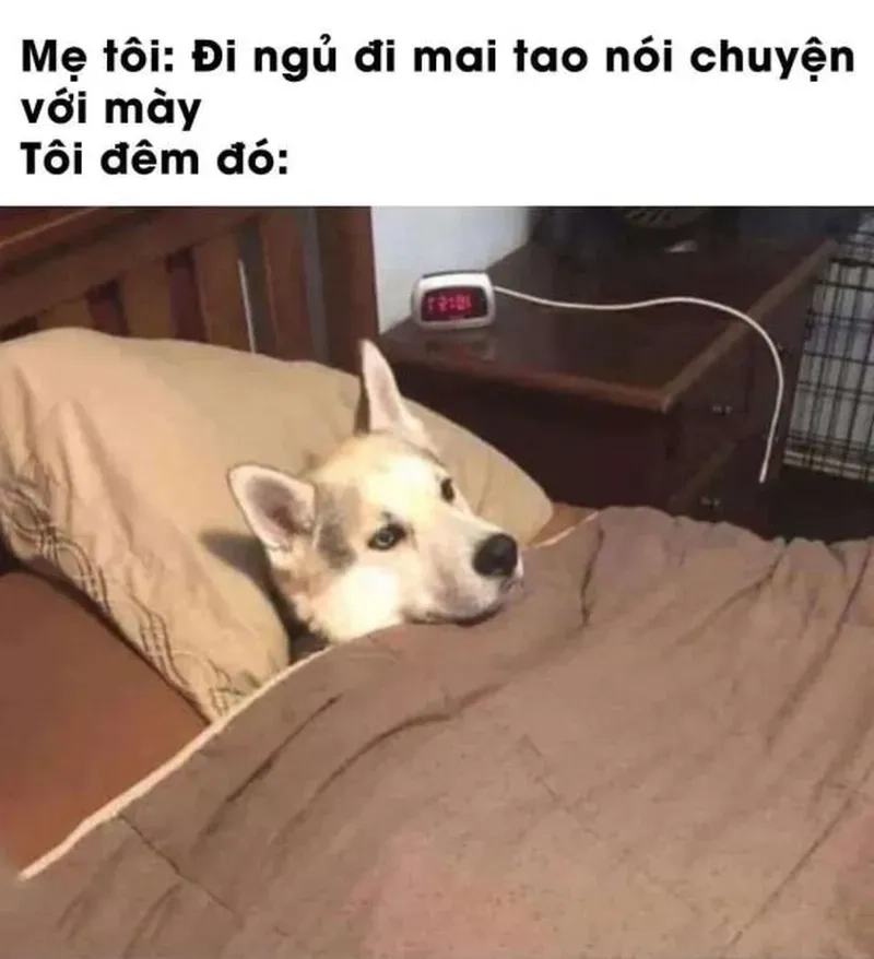 Giới thiệu meme ngủ đi, để bạn không còn bận tâm và có giấc ngủ sâu.