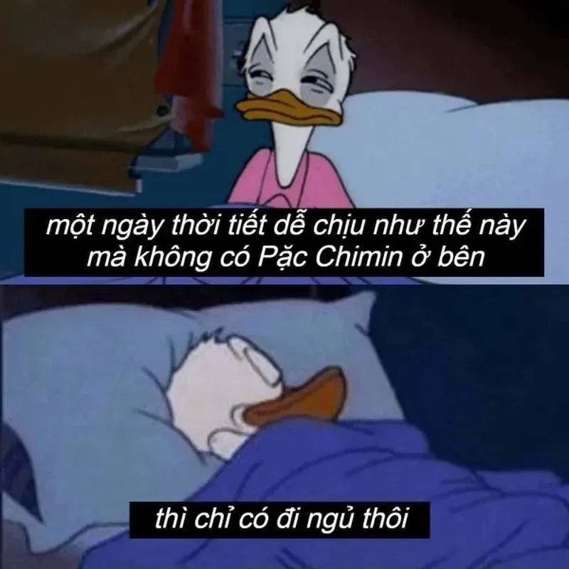 Mèo ngủ meme sẽ mang đến sự dễ thương cho giấc ngủ của bạn.