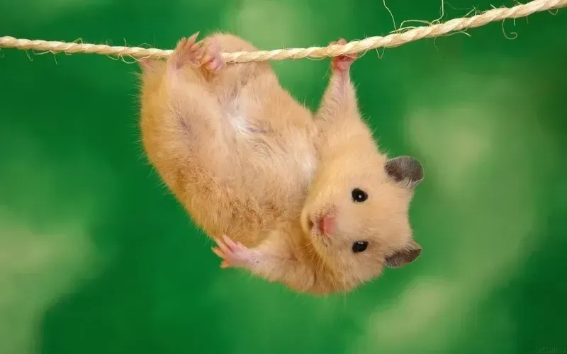 Cute hài hước meme chuột hamster luôn mang đến tiếng cười.