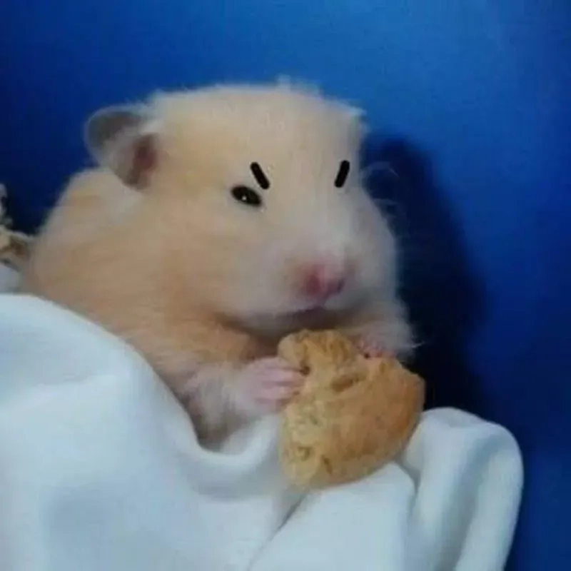 Cute hamster meme khiến bạn mê mẩn với sự đáng yêu độc đáo.