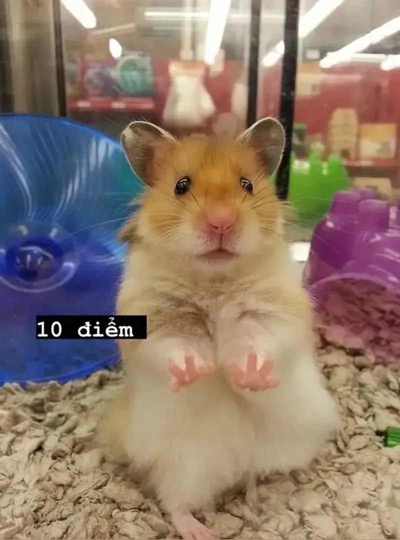 Hamster meme cute mang đến tiếng cười và sự dễ thương khó cưỡng.