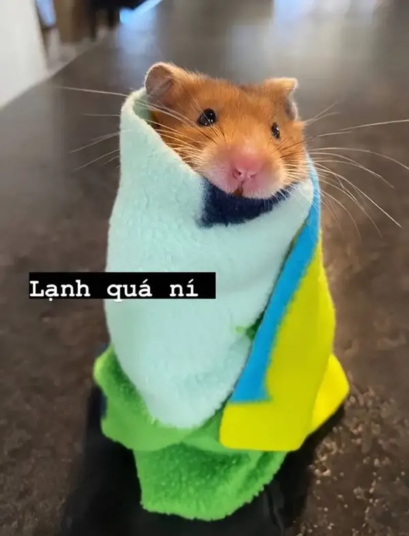 Ảnh chuột hamster cute meme với biểu cảm đáng yêu siêu hài hước.