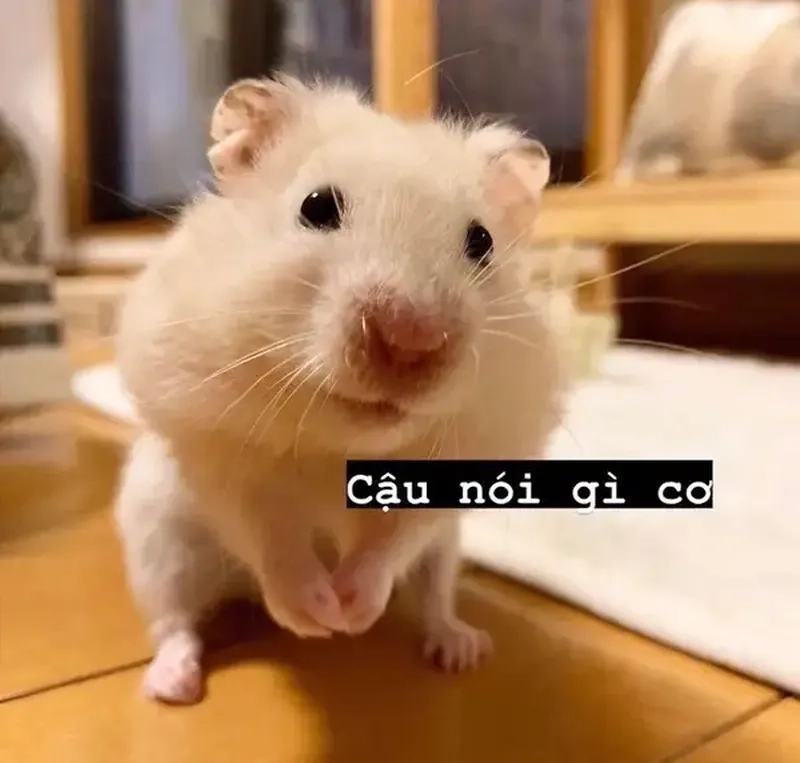 Meme hamster say hi cực dễ thương, đừng quên lưu lại.