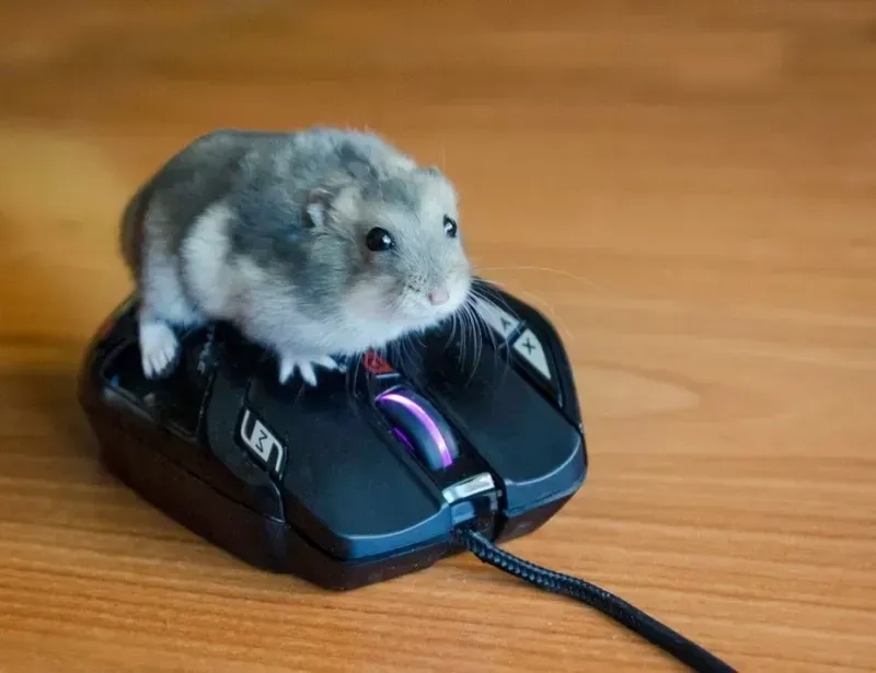 Meme hamster hi thú vị, chắc chắn bạn sẽ muốn chia sẻ ngay.