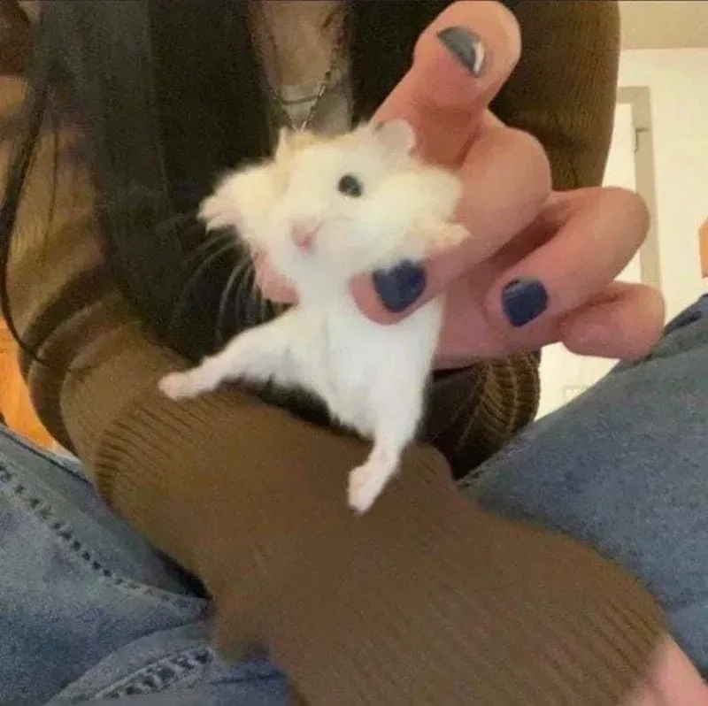 Hamster meme hi nổi bật với biểu cảm ngộ nghĩnh.