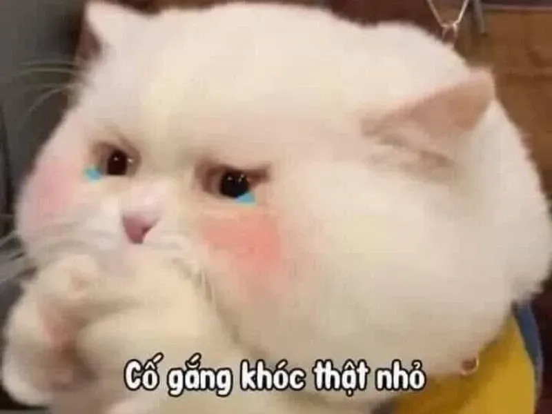 Một angry crying meme thật sự đánh trúng tâm trạng trong phút giây căng thẳng.