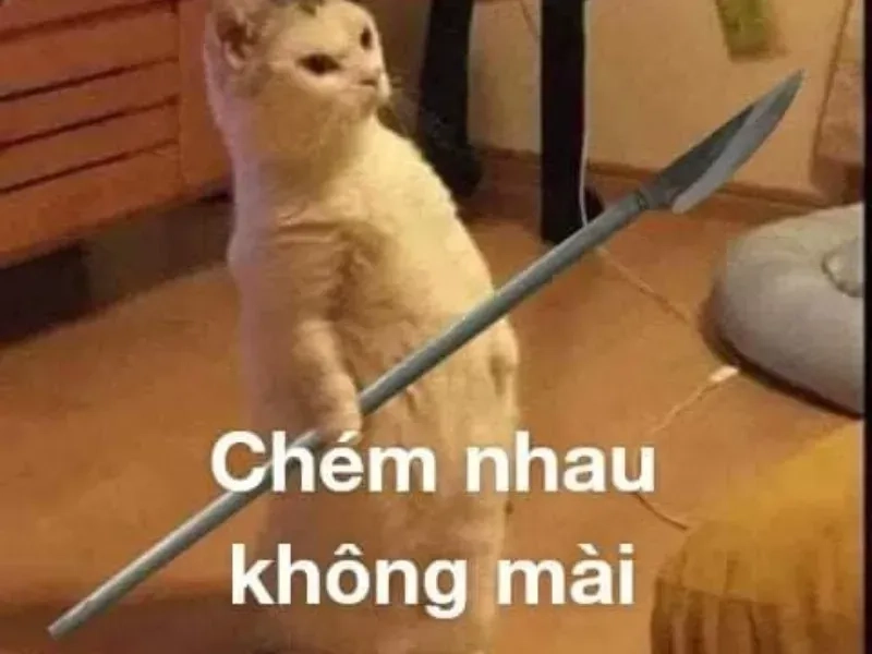 Meme đánh mèo mang đến những tình huống hài hước, thu hút sự chú ý của tất cả mọi người.