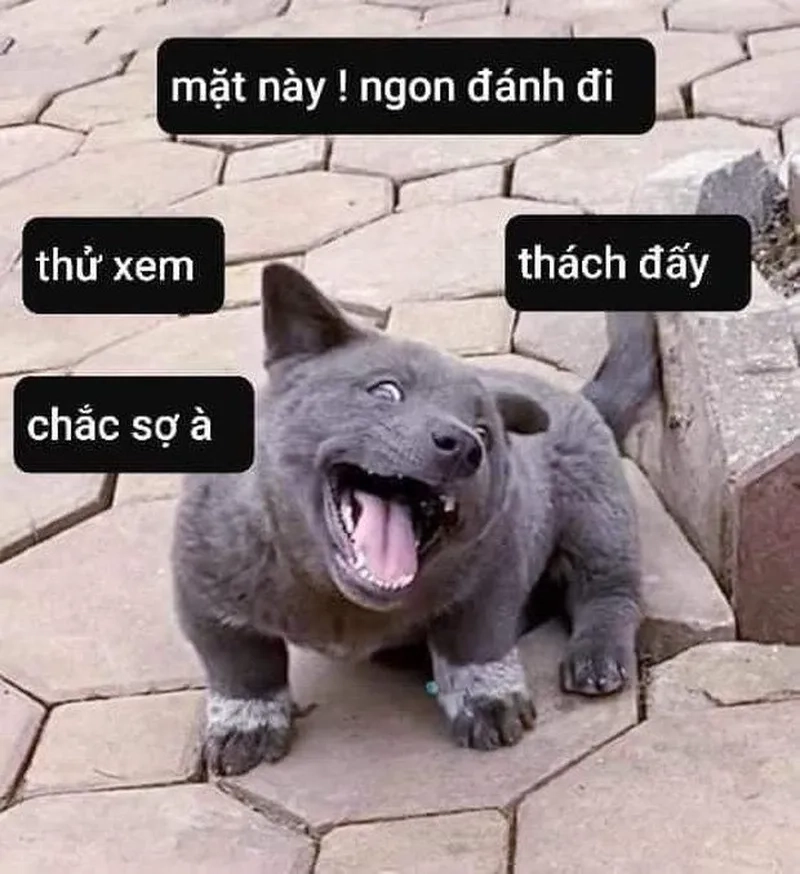 Với meme đánh đàn, bạn sẽ phải cười sảng khoái trước những pha biểu diễn độc đáo.