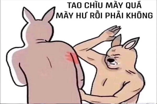 Meme đánh thức làm bạn tỉnh táo và cười sảng khoái với những pha gây cười bất ngờ.