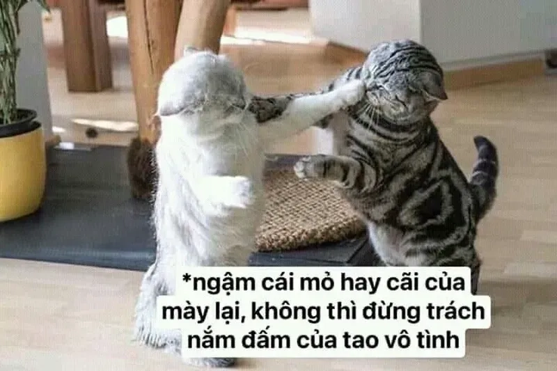 Tuyệt phẩm hài hước meme đánh nhau mang đến tiếng cười không ngừng.