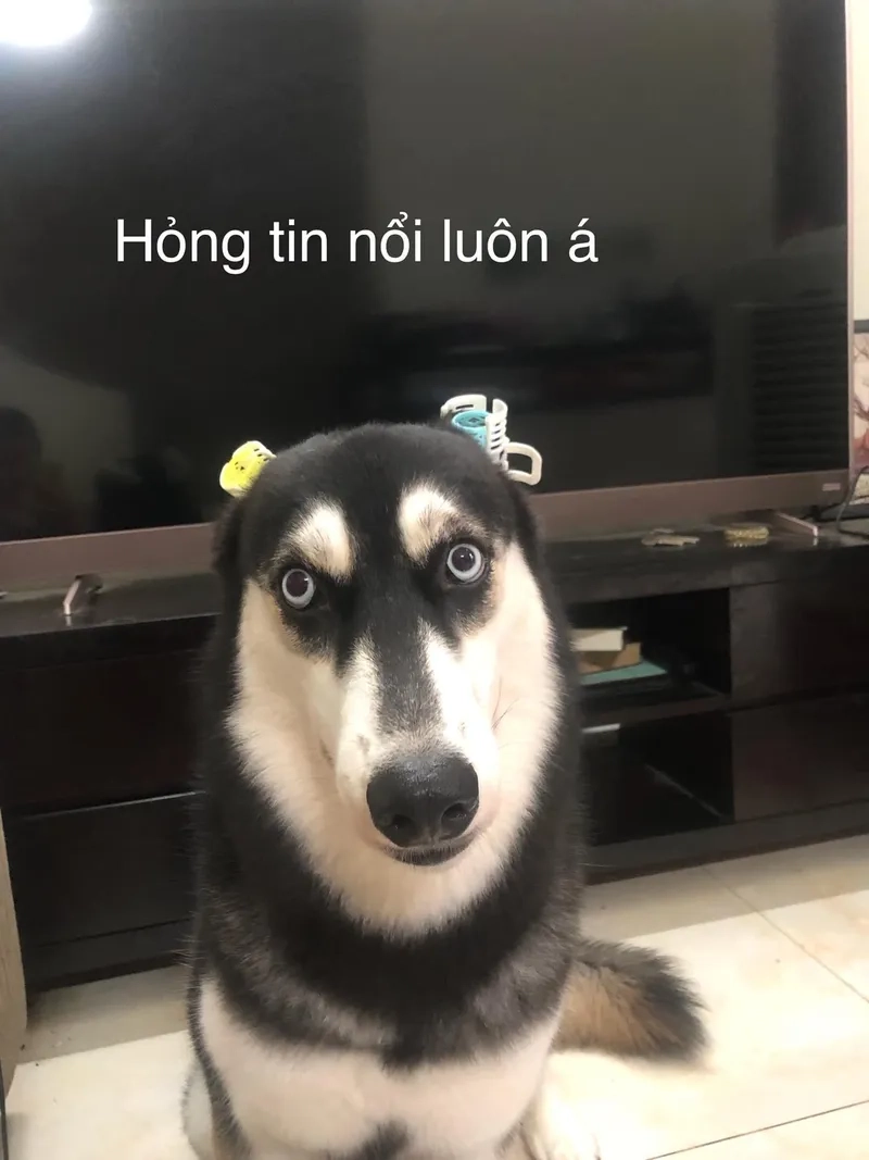 Biểu cảm đáng yêu nhưng đầy châm biếm trong hình ảnh Doge (meme) chết.