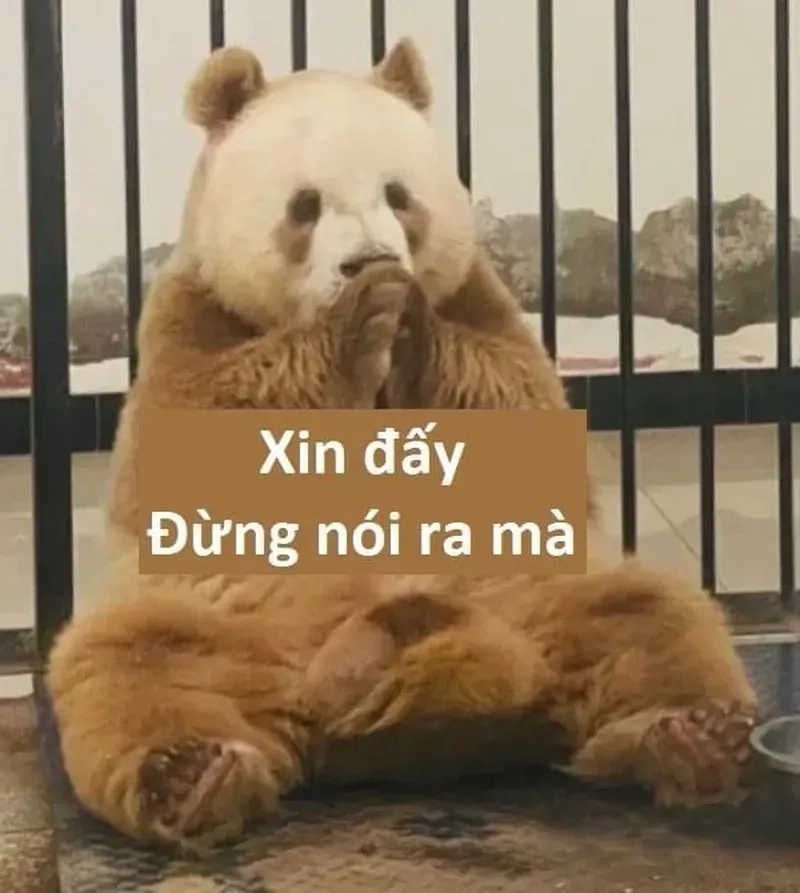 Khám phá meme gấu trúc troll face siêu bựa khiến bạn cười thả ga.