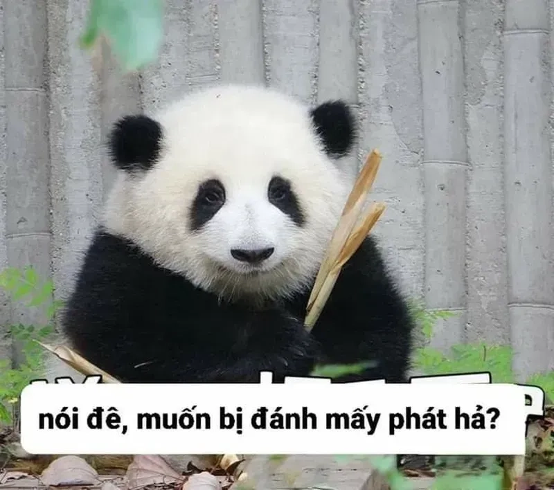 Ảnh chế meme gấu trúc bựa Weibo khiến bạn cười đau ruột, với những hình ảnh hài hước và cực kỳ 